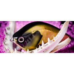 MOLIX  PIKE JERK  105